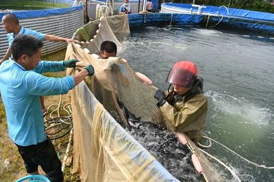 每公斤利润超14元!石湾镇加州鲈鱼养殖产业发展势头良好